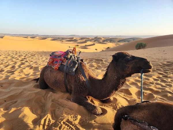 Balade à Dos de Chameau (Sahara)