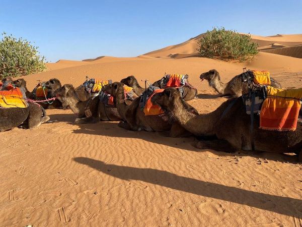 Balade à Dos de Chameau (Sahara)